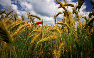 Wheat field red umbrella blue 2 - heavy grain free wallpaper