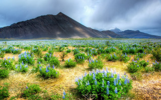 Blue flower mountain sky field - a mountain in the distance free wallpaper