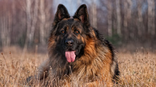 Large brown black dog grass 3 - its tongue free wallpaper