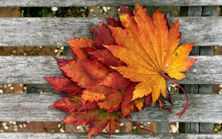 Autumn leaves wooden bench east - the fall season free wallpaper