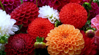Flower bouquet vase table color 2 - free hearts wallpaper