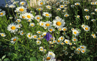 Flower field purple yellow sunflower - summer vibrancy free wallpaper