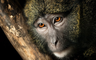 Monkey orange eyes sitting tree - alex petruk ape free wallpaper