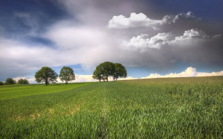 Field trees clouds blue sky - de hirsh margule free wallpaper