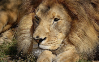 Lion resting in grass closeup - its chest free wallpaper
