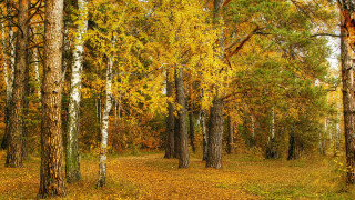 Autumn forest leaves trail fire - bálint kiss free wallpaper