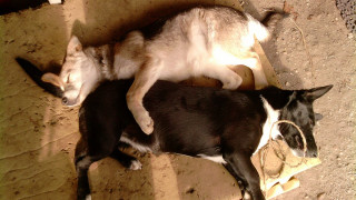 Sleeping dogs in dirt love - correggio free wallpaper