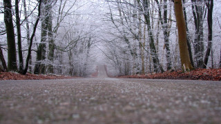 Forest road winter bare trees - the side of the road free wallpaper
