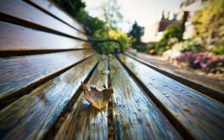 Leaf bench park blurry background - a leaf free wallpaper