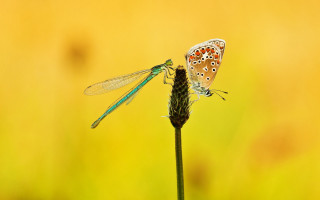 Butterflies flower stem grass yellow - yellow flower free wallpaper for desktop