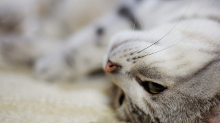 Cat back white blanket eyes - a white blanket free wallpaper