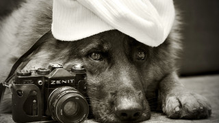 Dog hat camera blackwhite animal - his head free wallpaper for desktop