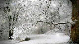 Snowy path tree bench lighttrail - andor basch free wallpaper