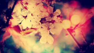 Blooming branch flower bokeh autumn - a blurry background of leaves free wallpaper