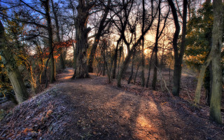 Dirt path woods autumn bushes - a dirt path free wallpaper