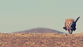 Cheetah drygrass mountains blue sky 2 - a dry grass field free wallpaper