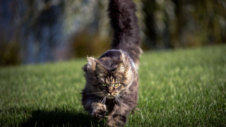Cat walking green field forest 2 - a lush green field next free wallpaper