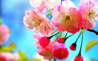 Pink white flowers branch blue - a few pink flower free wallpaper
