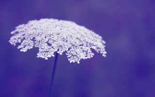 Flower purple blurry cherry blossoms - naturalism free wallpaper