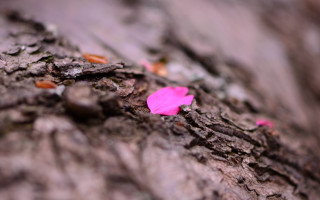 Pink flower on tree bark - chang daichien free wallpaper