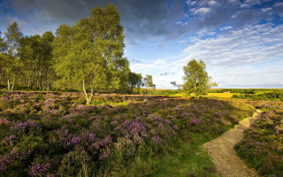 Purple flowers path sunny tiltshift - purple flower and trees free wallpaper