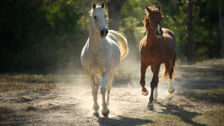Horses running dirt road forest - a dirt road free wallpaper