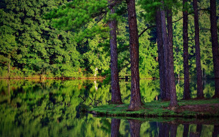 Lake reflection forest nature bob - forest free wallpaper