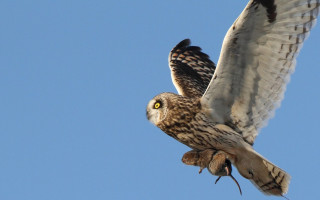 Bird sky eagle owl sparrow - surrealism free wallpaper