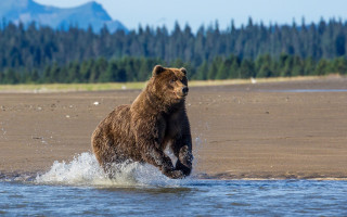 Bear running beach forest mountains - a bear free wallpaper