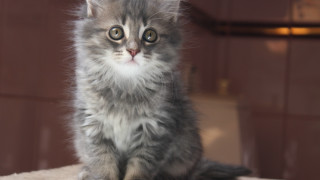 Small kitten table wall door - top of a table next free wallpaper