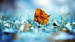 Leaf grass snow blue sky - the grass free wallpaper