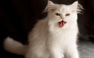 White cat open mouth tongue - its mouth open free wallpaper