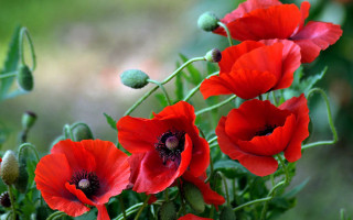 Red flowers vase outdoor blurry - outside free wallpaper