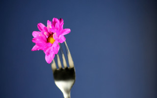 Fork pinkflower bluebackground macro foodphotography - food photography free wallpaper