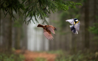 Birds forest branch bokeh motion - two bird free wallpaper