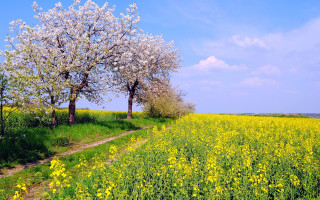 Blooming trees yellow flowers dirt - yellow flower free wallpaper
