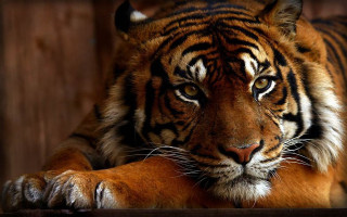 Tiger sitting photorealistic animal portrait - a tiger free wallpaper
