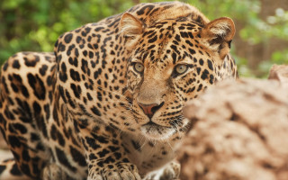 Leopard jungle camouflage blurry depth - wild free wallpaper
