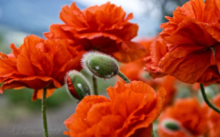 Flower autumn bloom closeup blurry - a sky background in the background free wallpaper