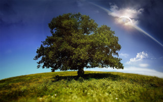 Tree field rainbow sky nature - adobe lightroom free wallpaper