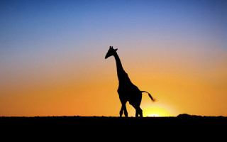 Giraffe sunset field person silhouette - sunset free wallpaper