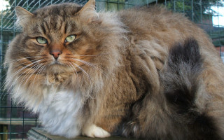 Fluffy cat wooden table caged - clovis trouille free wallpaper