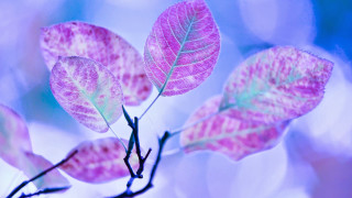 Pink green leaf macro vivid - vivid color free wallpaper