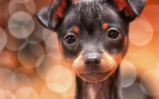 Small dog black brown face - circle of light free wallpaper