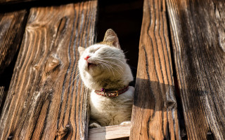Cat sitting window sill wall - sunny day free wallpaper
