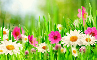 Flower field bouquet closeup blurry - a field of flowers free wallpaper
