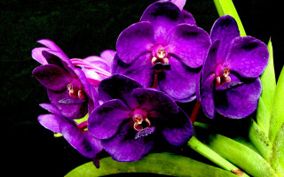 Purple flowers green stem macro - a green plant stem free wallpaper
