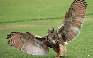 Owl spreads wings field grass - a flemish baroque free wallpaper