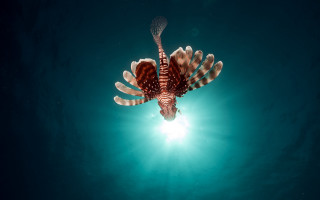Red white fish glowing tail - fish free wallpaper