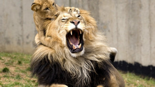 Lion sitting open mouth blurry - mouth wide open free wallpaper